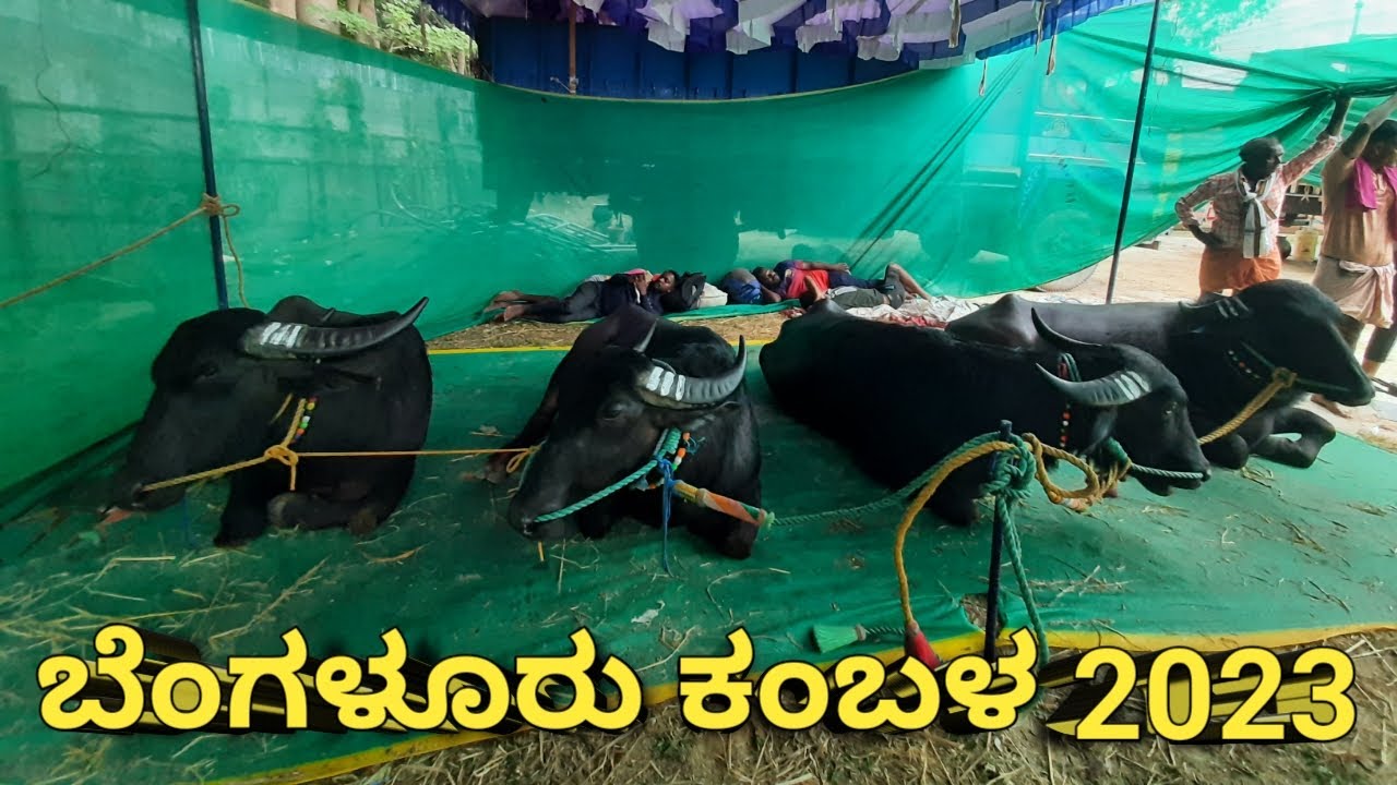 Bengaluru Kambala 2023 | ಬೆಂಗಳೂರು ಕಂಬಳ 2023 | Bengaluru | Kambala @akshaymbadami