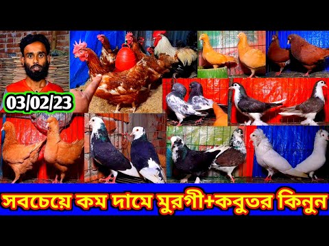 ডিম পাড়া মুরগী সহ কবুতর কিনুন একদম সস্তায় | সবচেয়ে কম দামে কবুতর বিক্রি