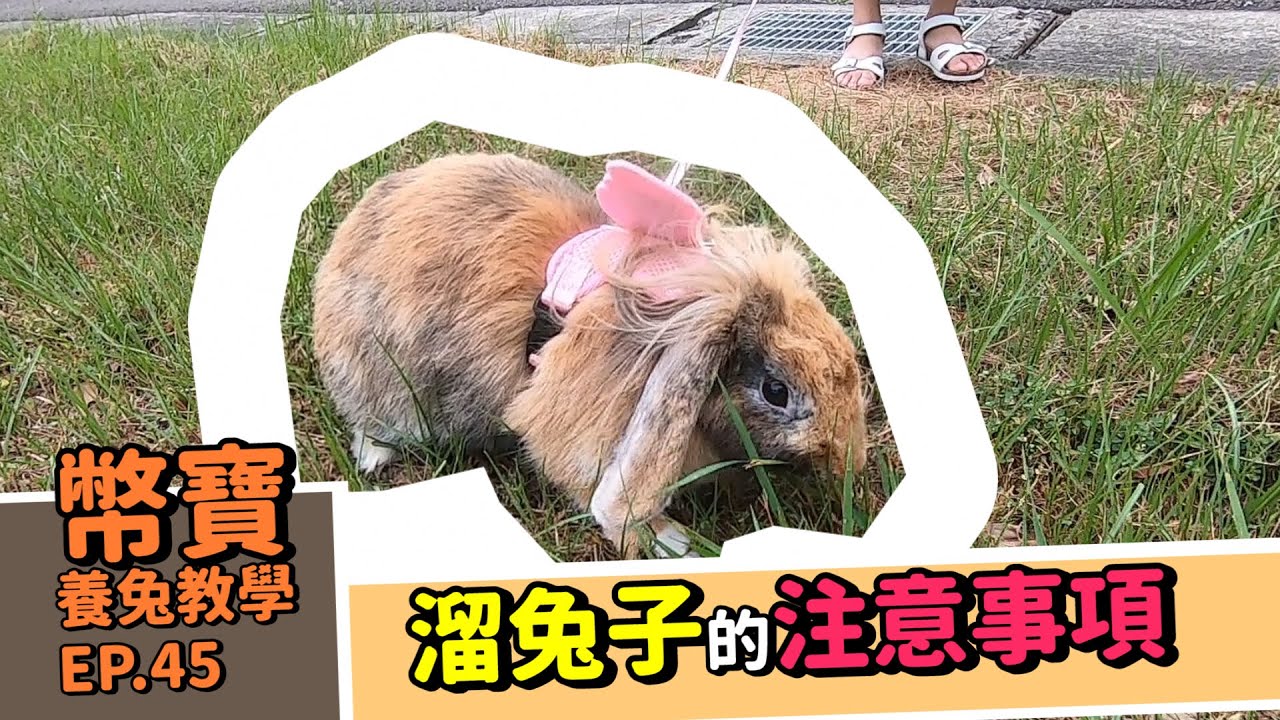 [帶兔子出門注意事項]溜兔子! 想要帶兔子出門，溜兔注意事項大公開，冠軍慘遭女兒飛踢!?｜幣寶養兔教學系列 EP 45｜ChampKnows【冠軍知道】