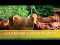 La Raza Beef Master Hacienda San Lorenzo- TvAgro por Juan Gonzalo Angel Restrepo