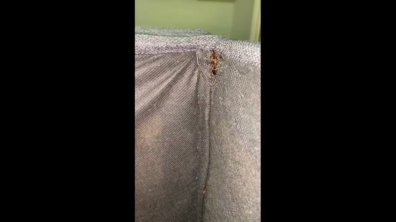 Клопы и тараканы - YouTube