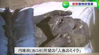 「スネコスリ」「くだん」そして「人魚のミイラ」も  背筋も凍る？倉敷動物妖怪展【岡山・倉敷市】