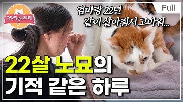 [Full] 고양이를 부탁해 - 22살 노묘의 기적 같은 하루