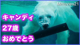 ホッキョクグマのキャンディ27歳おめでとう　プールでおやつタイム