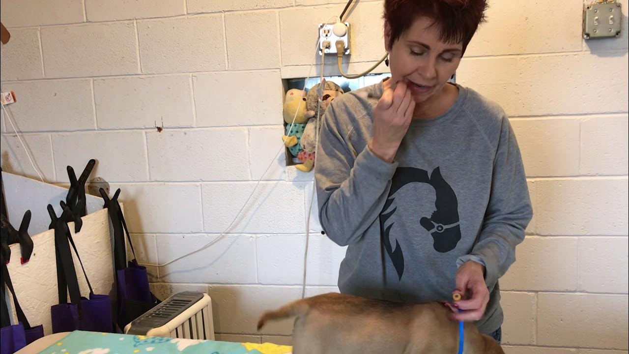 Puppy First Shots How to give Puppy A Shot Giving Puppy First