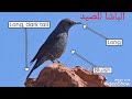 Blue Rock Thrush Sound صوت سمنة الصخور الزرقاء 