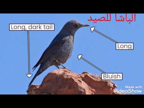     صوت سمنة الصخور الزرقاء