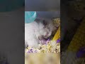The hamster taking a bath is a cute and lovely pet. #pets #hamsters #cute #funny #animals