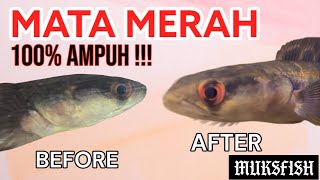 TREATMENT MATA MERAH 100% BERHASIL