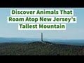 Discover Animals That Roam Atop New Jersey’s Tallest Mountain!