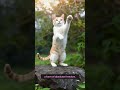 Poetry in Motion: The Incredible Spirit of the Street King! 🐾