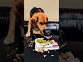 Dog Sees His Best Friend on Birthday Cake and Gets Emotional 🐶🎂 #shorts #dogs