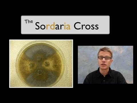 The Sordaria Cross