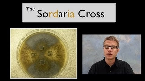 The Sordaria Cross