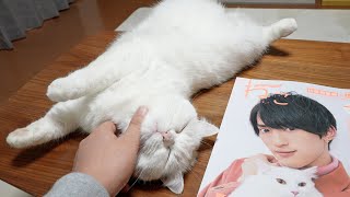 ちゃっかり雑誌に特集されるおもち猫!