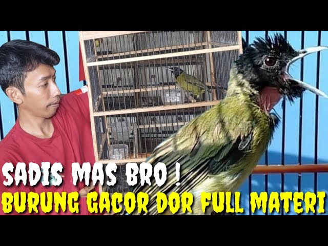 GAK KALENG2 ! KOLEKSI BURUNG SUPER GACOR NON STOP BIKIN NGILER KICAU MANIA class=