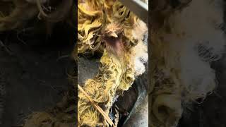 Can’t Believe We’ve Had Maggots So Early . #Youtubeshorts #Farming #Scour #Maggots #Sheep #Health