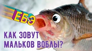 КАК ЗОВУТ МАЛЬКОВ ВОБЛЫ?