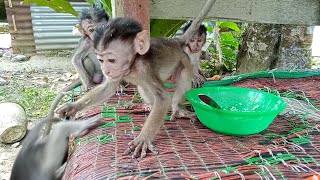 OMG! don't do that to a baby monkey jak..