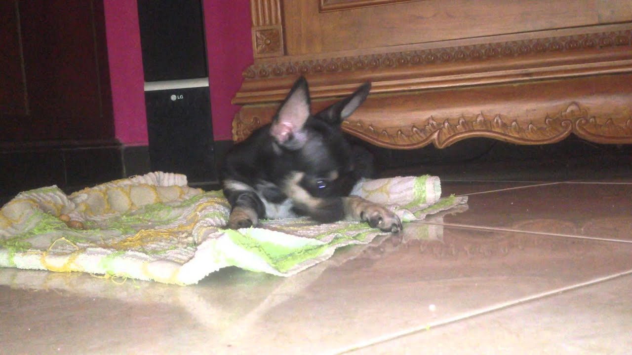 Blacktan chihuahua playing with her food - YouTube