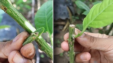 Nice Grafting Idea You must try this method