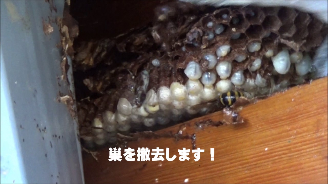 矢吹町でスズメバチ駆除 物置の軒下から出入り 巣は壁の中のどこ Youtube 矢吹町でスズメバチ駆除 物置の軒下から出入り 巣は壁の中のどこ Youtube