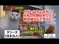 【タリーズ】スタバの真似して大成功！？アメリカ本社の倒産により、ほぼ日本企業となったコーヒーチェーン店 #猫マニ #猫ミーム