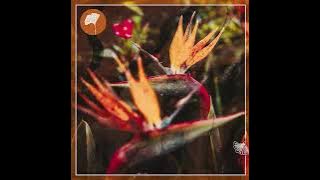 Walid Martinez ft. Lin Njoroge_Nawe (Original Mix) #AfroHouse