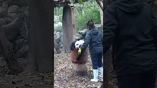 Nanny Teaching Baby Panda To Play The Turning Chair | Ipanda #Shorts