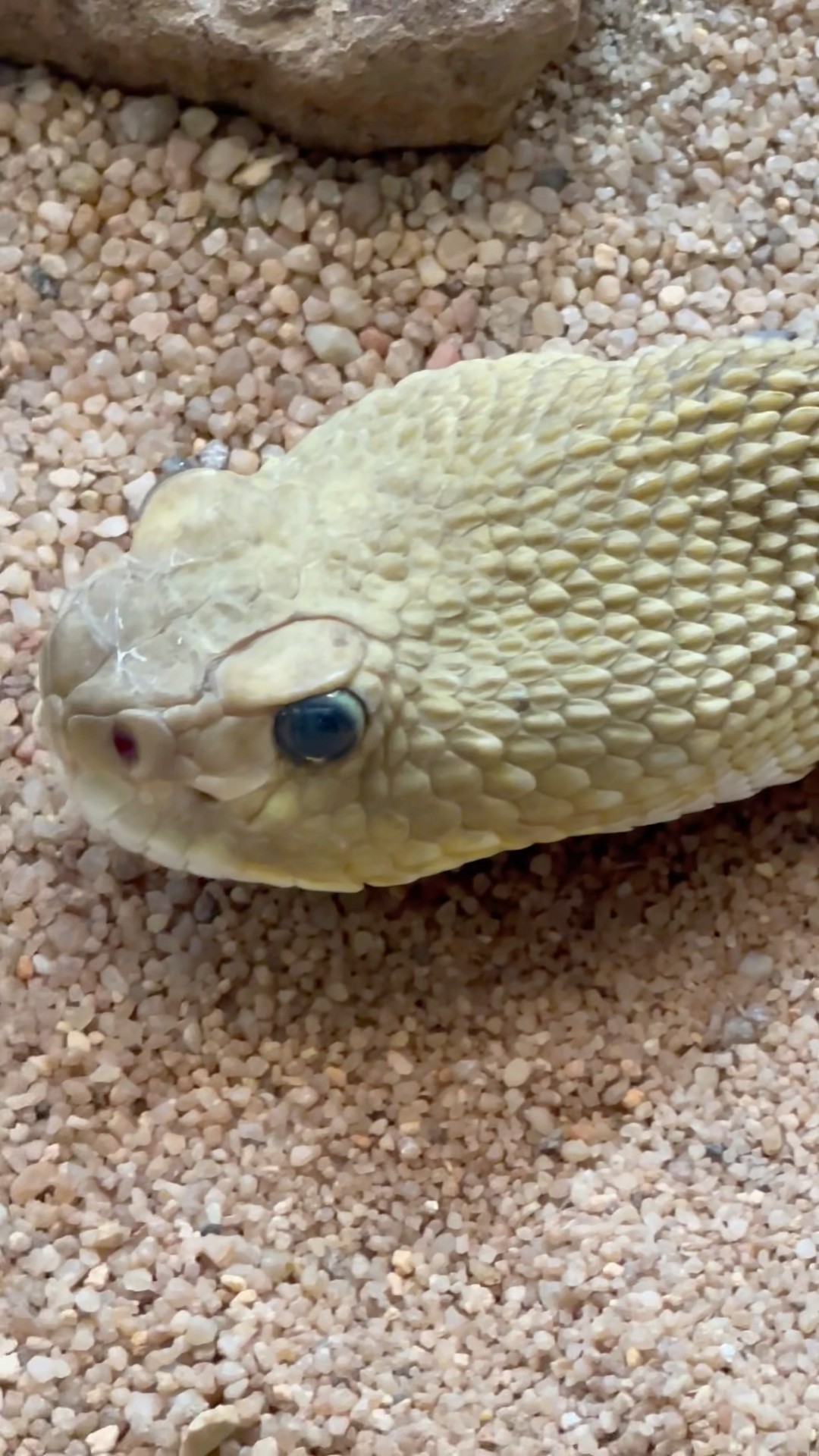 Powerful Snake