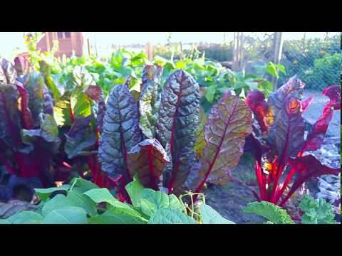 Wideo: Co to jest mangold: wskazówki, jak uprawiać mangold w ogrodzie