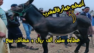 أضخم حمار ف#المغرب ف #سوق_الخميس عطاوه ثلاث ألاف درهم و مبغاش #animals #shorts