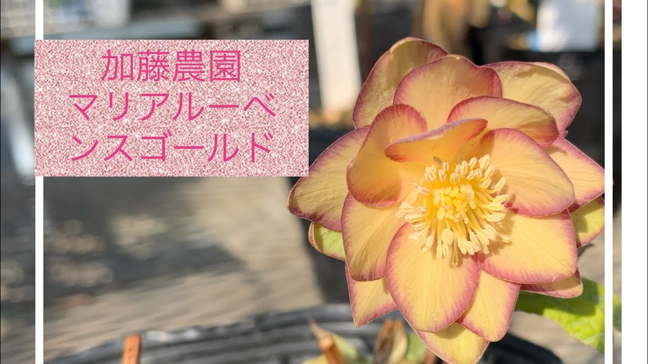 M7557 認定！マリアルーベンス　クリスマスローズ開花加藤農園 M7557 認定！マリアルーベンス クリスマスローズ開花加藤農園 M7557