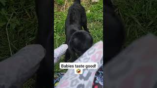 Human Baby Toes Double As A Baby Goat Bottle. He Will Figure Out They Don't Have Milk In Them.