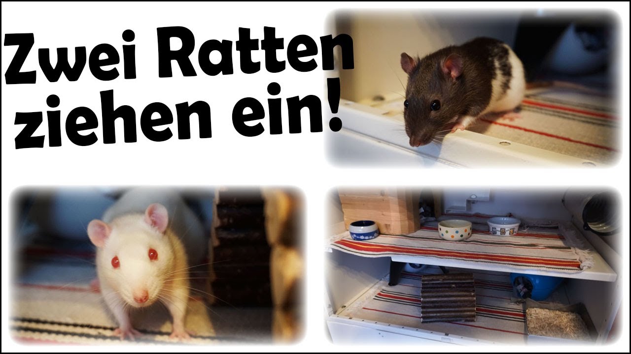 Neue Ratten ziehen ein! Gehege Vorbereitung und Einzug YouTube