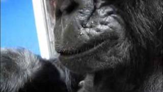 Koko Reads Animalia