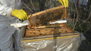 Как освоены пчелами первые магазины, поставленные в конце апреля