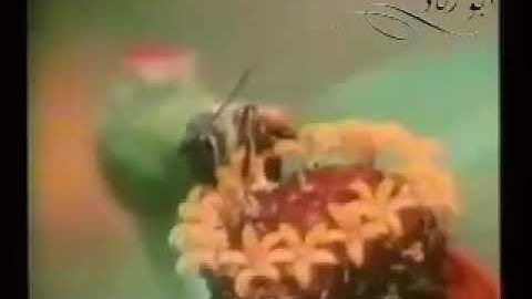 تلاوة رائعة للشيخ ناصر القطامي عام 1430 هـ