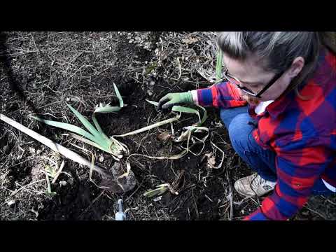 easy How to dig and plant iris Rhizomes