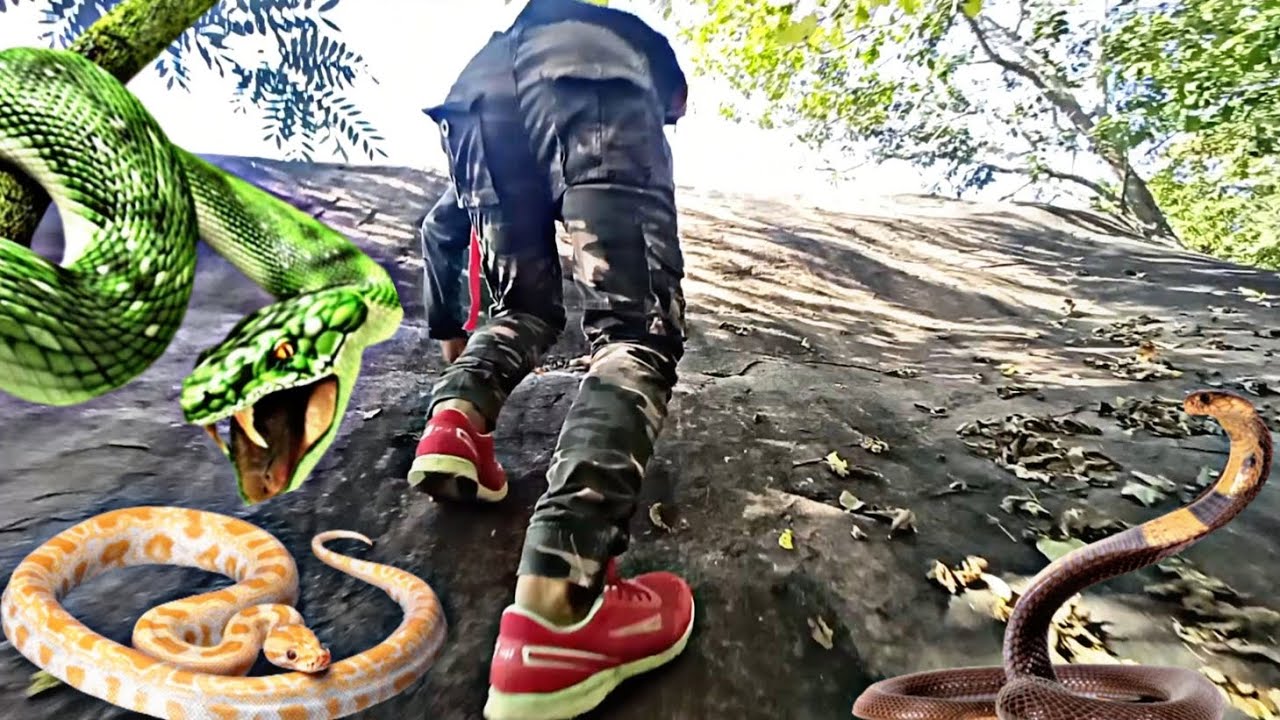 I survived 24 hours in jungle #northeastvlogs #forest #explore - YouTube