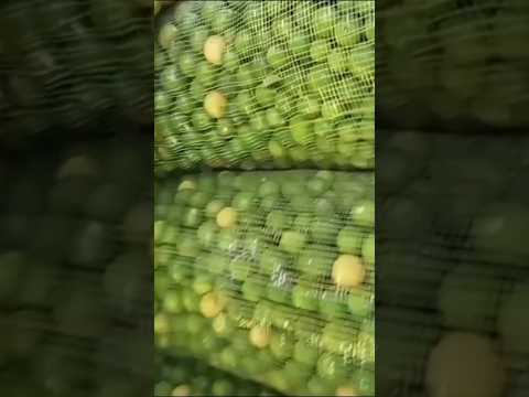 سعر الليمون في سوق العبور