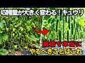 100個のキュウリを収穫したいなら、この植物をそばに植えなさい！―隣に植える植物を間違えると、すべてが台無しになる！ | 空海の教え | コンパニオンプランツ | 家庭菜園 | 野菜作り