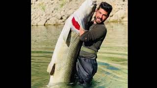 اصطياد أكبر سمكة في كوردستان ..Catch the largest fish in northern Iraq