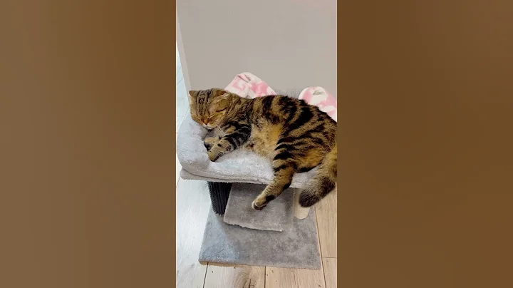 Video 6881211: scottish fold cat sleeping, fold cat scottishfold, pet cat scottishfold