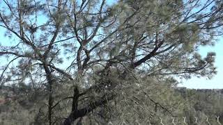 blowing in the wind