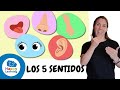 Conociendo los Cinco Sentidos