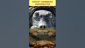 Are TURTLE Shells Really Soft?❓#shortvideo #ytshorts #viralshorts #softshellturtle