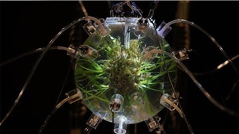 Plantas Autofotosinteticas MIT