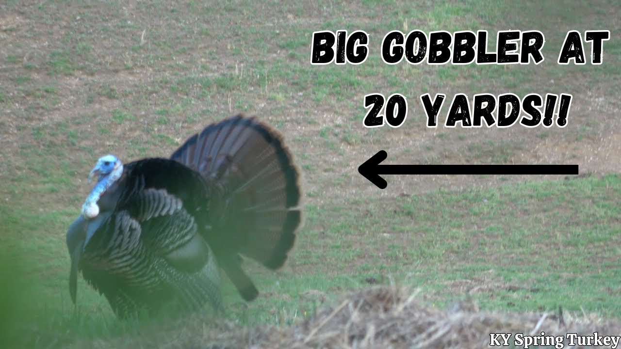 BIG GOBBLER at 20 yards!! Kentucky spring turkey hunting! YouTube