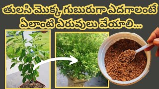 ఈ Tips ను follow అయితే మీరు కూడా ఇలా గుబురుగా పెంచుకోవచ్చు || Tulasi plant growing tips #tulasi